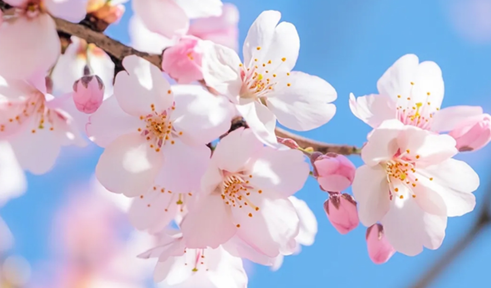 三月三上巳节 | 文化传承与博天堂网址数码印刷的创新融合